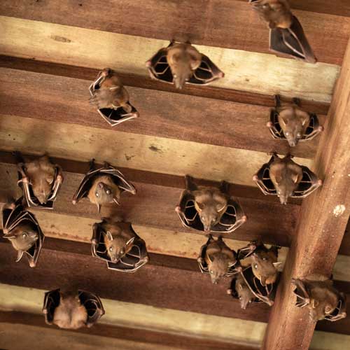 Bat Removal Flowery Branch GA