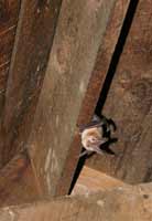 Bat in an Attic