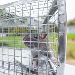 Captured Norway Rat outside Flowery Branch home