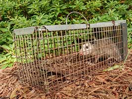 Captured Possum near Flowery Branch home