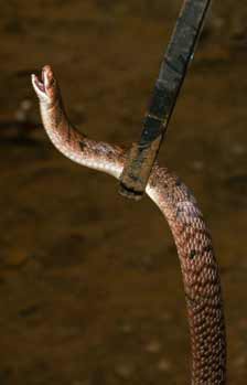 Catching a Brown Snake