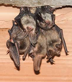 Flowery Branch GA Bat Removal