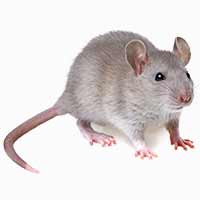 Flowery Branch Mice Removal