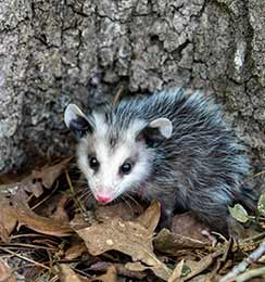 Flowery Branch Possum Removal