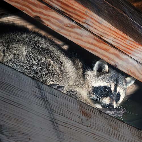 Flowery Branch Raccoon Removal