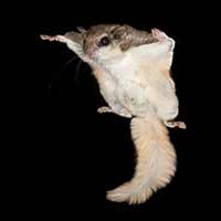 Flowery Branch Southern Flying Squirrel