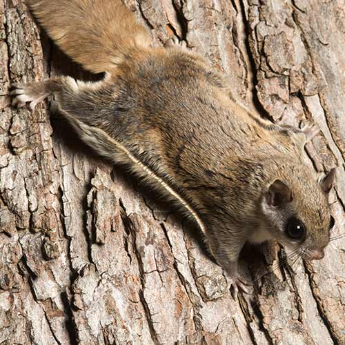 Flying Squirrel Removal Flowery Branch GA