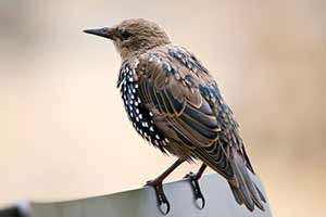 How To Prevent Birds From Getting Into The Attic