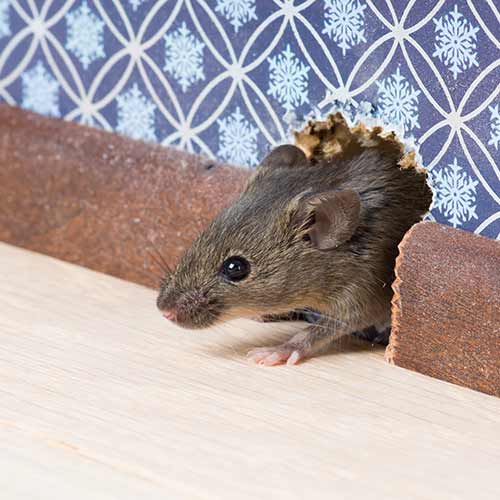 Mice Removal Flowery Branch GA