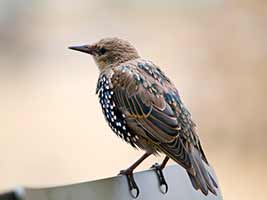 Perched Eastern Starling in Flowery Branch GA