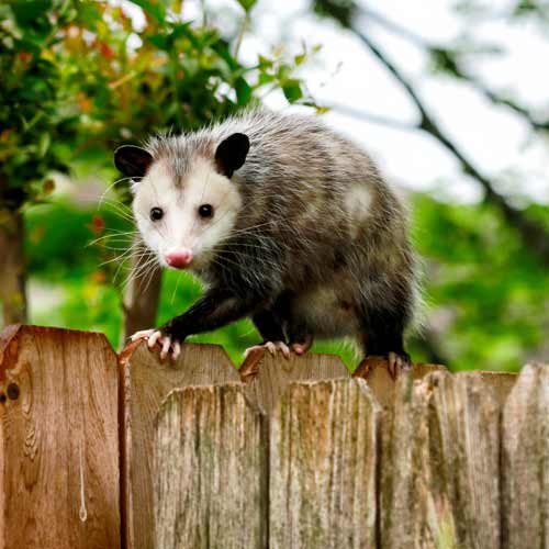 Possum Removal Flowery Branch GA