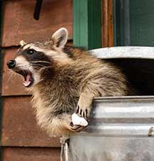 Raccoon Hanging Out Flowery Branch Home Trashcan