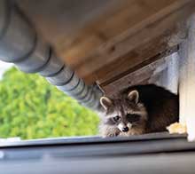 Raccoon Removal in Flowery Branch GA