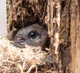 Southern Flying Squirrel nestled in a Flowery Branch tree