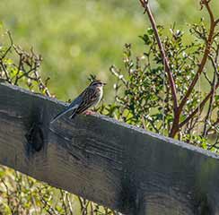 Sparrow Bird Removal in Flowery Branch