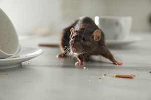 Three Ways To Keep Rodents Out Of Your Flowery Branch Home